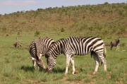 plain_zebra